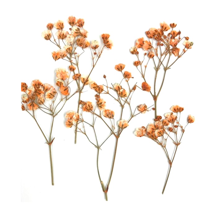 Flores Secas para Resina Paq x 45 Uds - Megabyte Papelería, C.A.